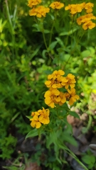 Tagetes lucida