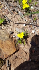 Moraea fugacissima