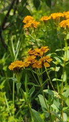 Tagetes lucida