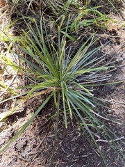 Xerophyllum tenax