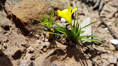 Moraea fugacissima