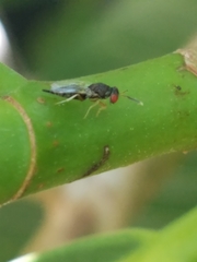 Pteromalidae