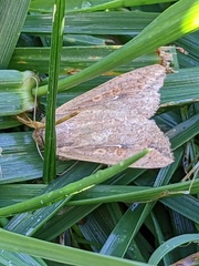 Mythimna unipuncta
