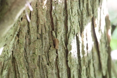Ulmus rubra