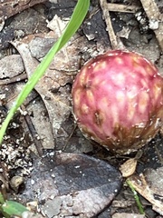 Amphibolips quercusjuglans