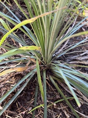 Xerophyllum tenax