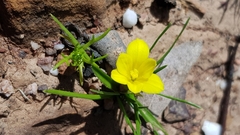 Moraea fugacissima