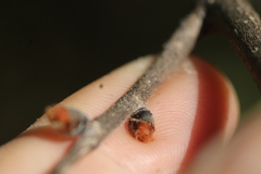 Ulmus rubra