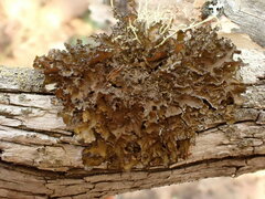 Tuckermanopsis orbata