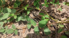 Desmodium uncinatum