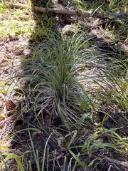 Xerophyllum tenax