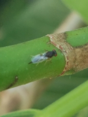 Pteromalidae