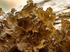 Tuckermanopsis orbata