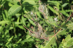 Saucrobotys futilalis