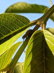 Pantomorus cervinus