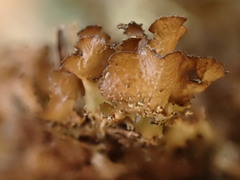 Tuckermanopsis orbata