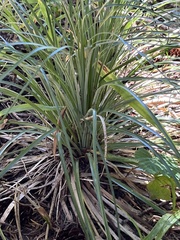 Xerophyllum tenax