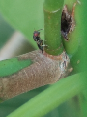 Pteromalidae