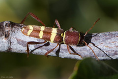 Neoclytus