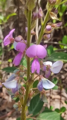 Desmodium uncinatum