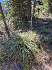 Xerophyllum tenax