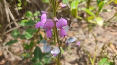 Desmodium uncinatum