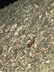 Camponotus castaneus