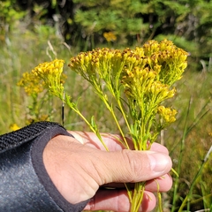 Solidago ohioensis