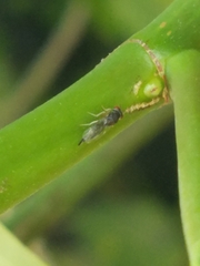 Pteromalidae