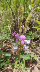 Desmodium uncinatum