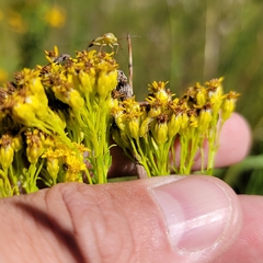 Solidago ohioensis