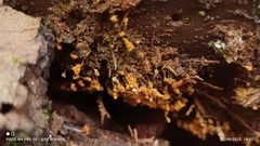 Hemitrichia decipiens
