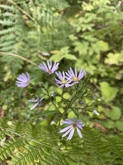 Symphyotrichum ciliolatum