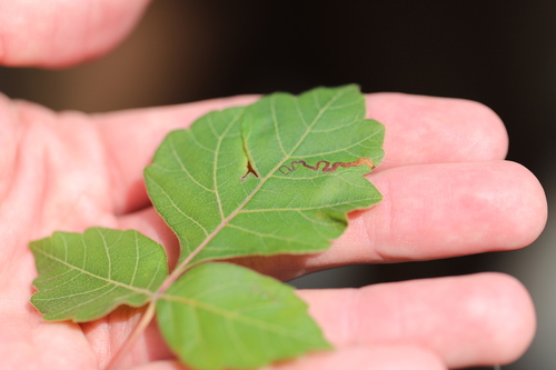 Stigmella intermedia