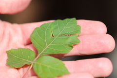 Stigmella intermedia