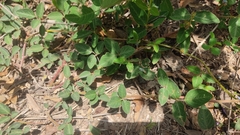 Desmodium uncinatum