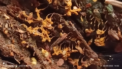 Hemitrichia decipiens