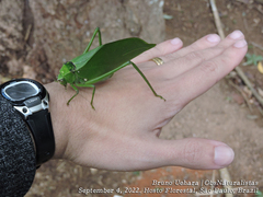 Stilpnochlora