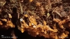 Hemitrichia decipiens