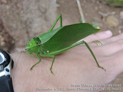 Stilpnochlora