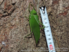 Stilpnochlora
