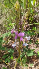 Desmodium uncinatum