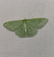 Synchlora aerata