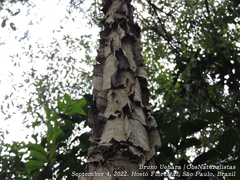 Piptadenia gonoacantha