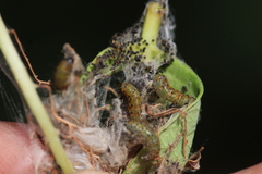 Saucrobotys futilalis