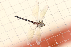 Somatochlora linearis