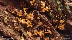 Hemitrichia decipiens