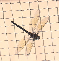 Somatochlora linearis