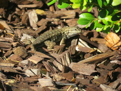 Sceloporus occidentalis bocourtii