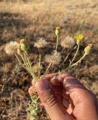 Asteraceae
